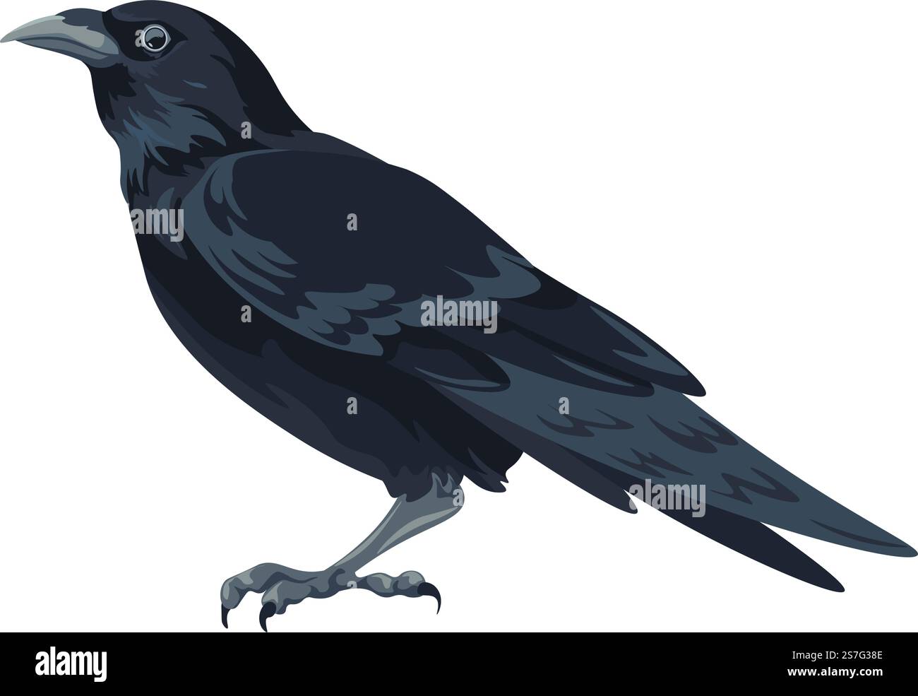 Couronne avec plumage noir, grand oiseau isolé, animal aviaire. Faune et flore des bois et des forêts. Tour ou corbeau avec griffes et plumes. Symbole de mystère et de nuit. Vecteur dans le style plat. Grands oiseaux noirs, corbeaux ou corbeaux aviaires Illustration de Vecteur