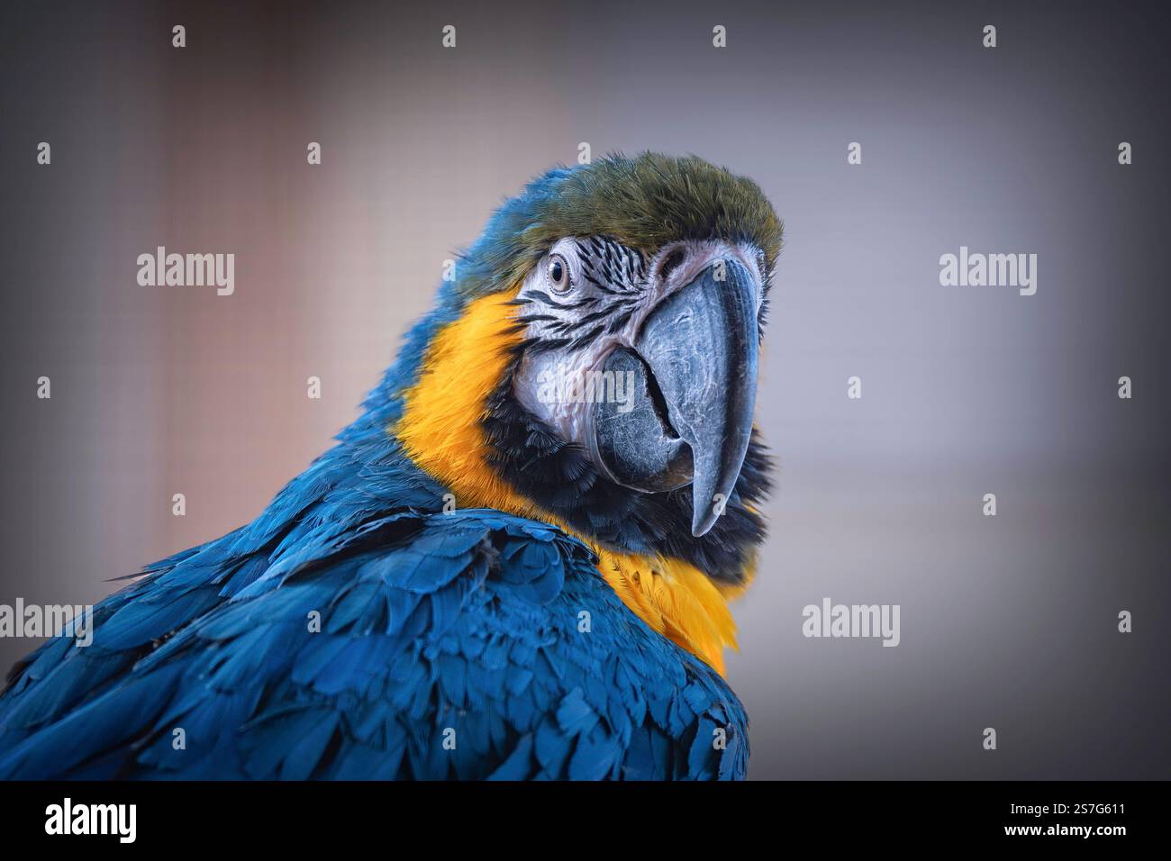 Portrait d'un ara macaw coloré bleu (Ara ararauna) Banque D'Images Portrait d'un ara macaw coloré bleu (Ara ararauna) Banque D'Images