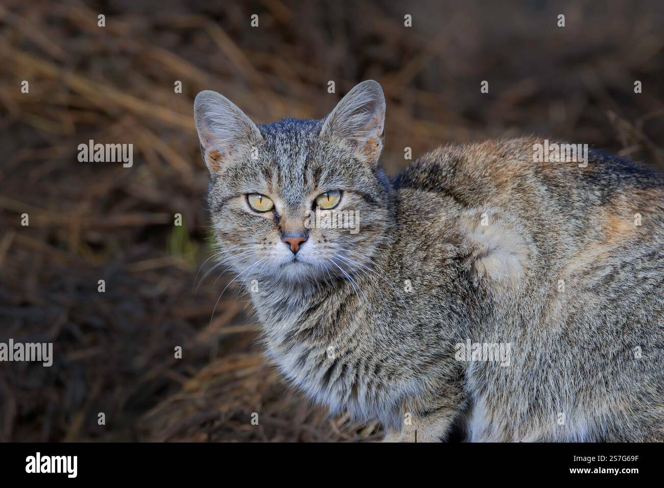 gros plan d'un chat tabby sauvage aux yeux verts intenses, mettant en valeur sa beauté sauvage Banque D'Images