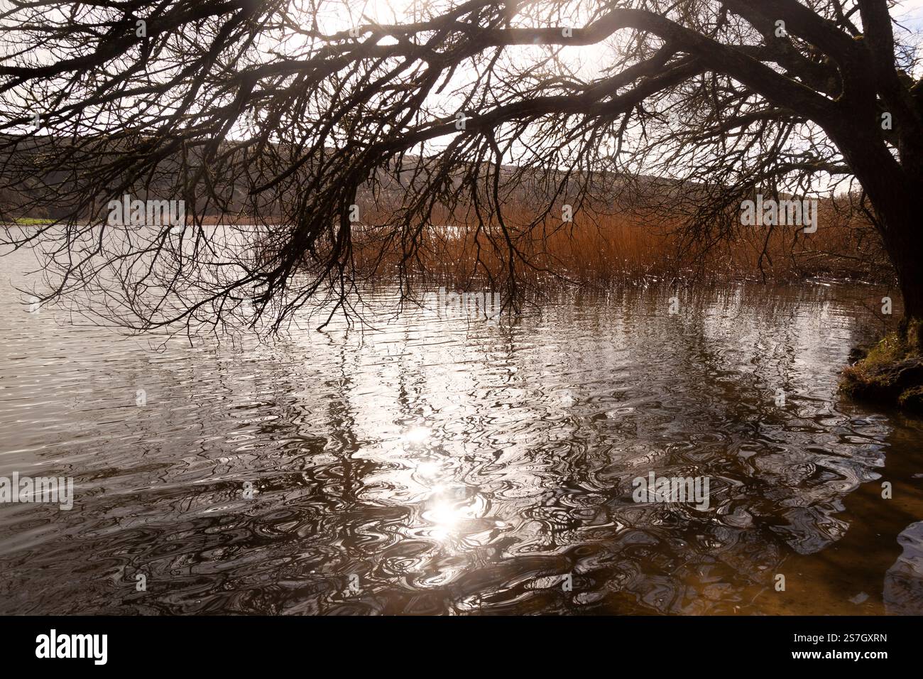 Roseaux à Loe Pool, le plus grand lac d'eau douce de Cornwall Banque D'Images