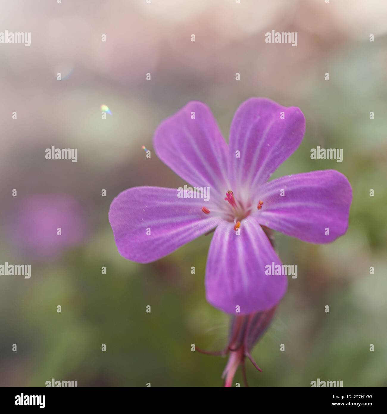 Herb robert, Géranium robertianium, fleur rose dans le jardin au printemps Banque D'Images