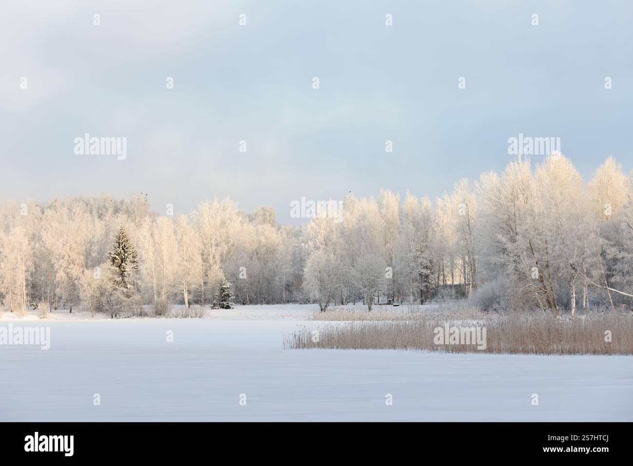 Un paysage enneigé avec des bois gelés Banque D'Images