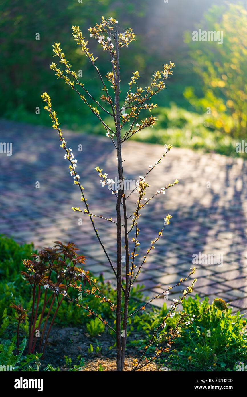 Fleur ornementale prune pourpre-feuille Hollywood avec des fleurs blanches sur fond de jardin de printemps. Petit prunier le matin, gros plan Banque D'Images