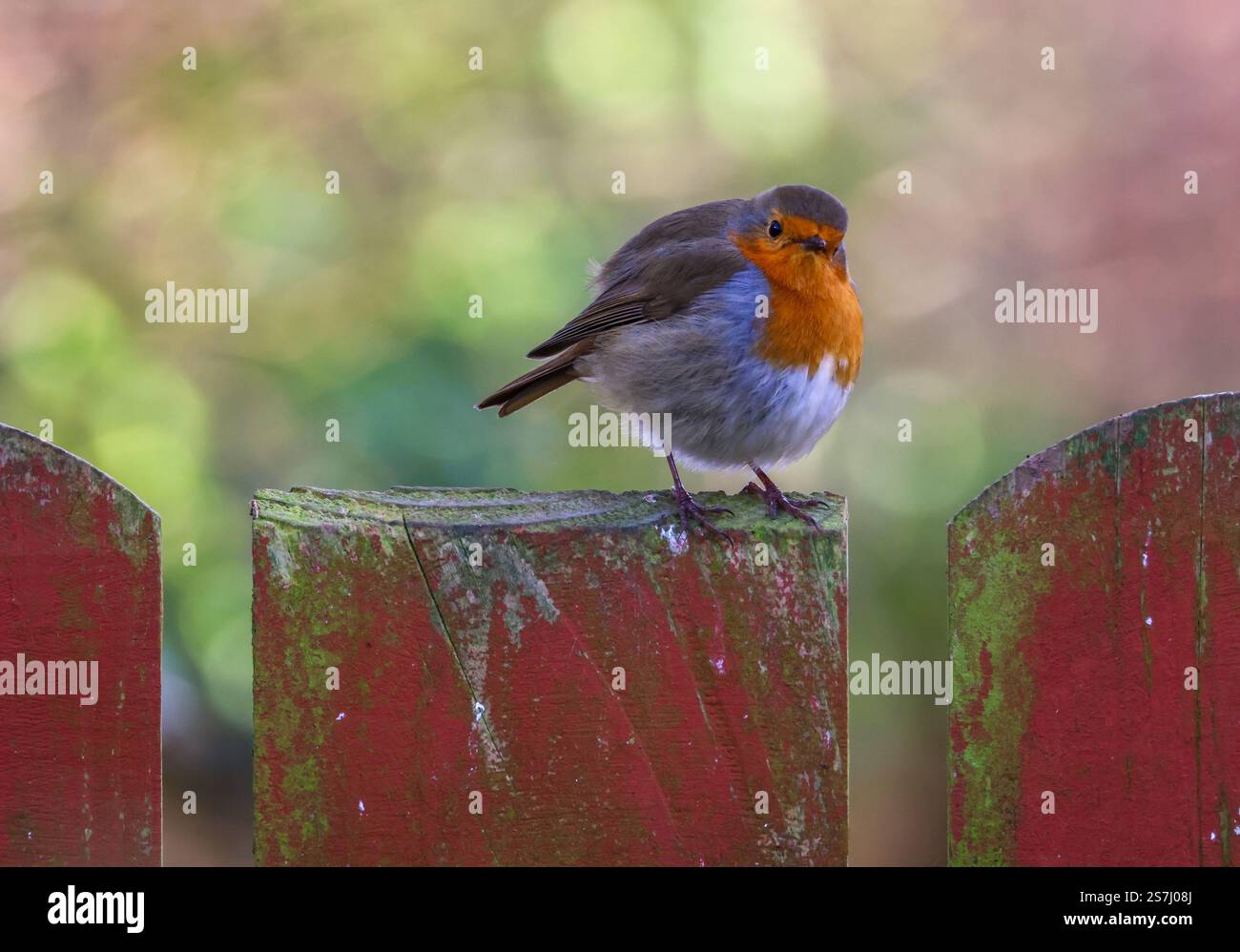 Erithacus rubecula robin européen perché sur jardin clôture en bois regardant la caméra. Banque D'Images
