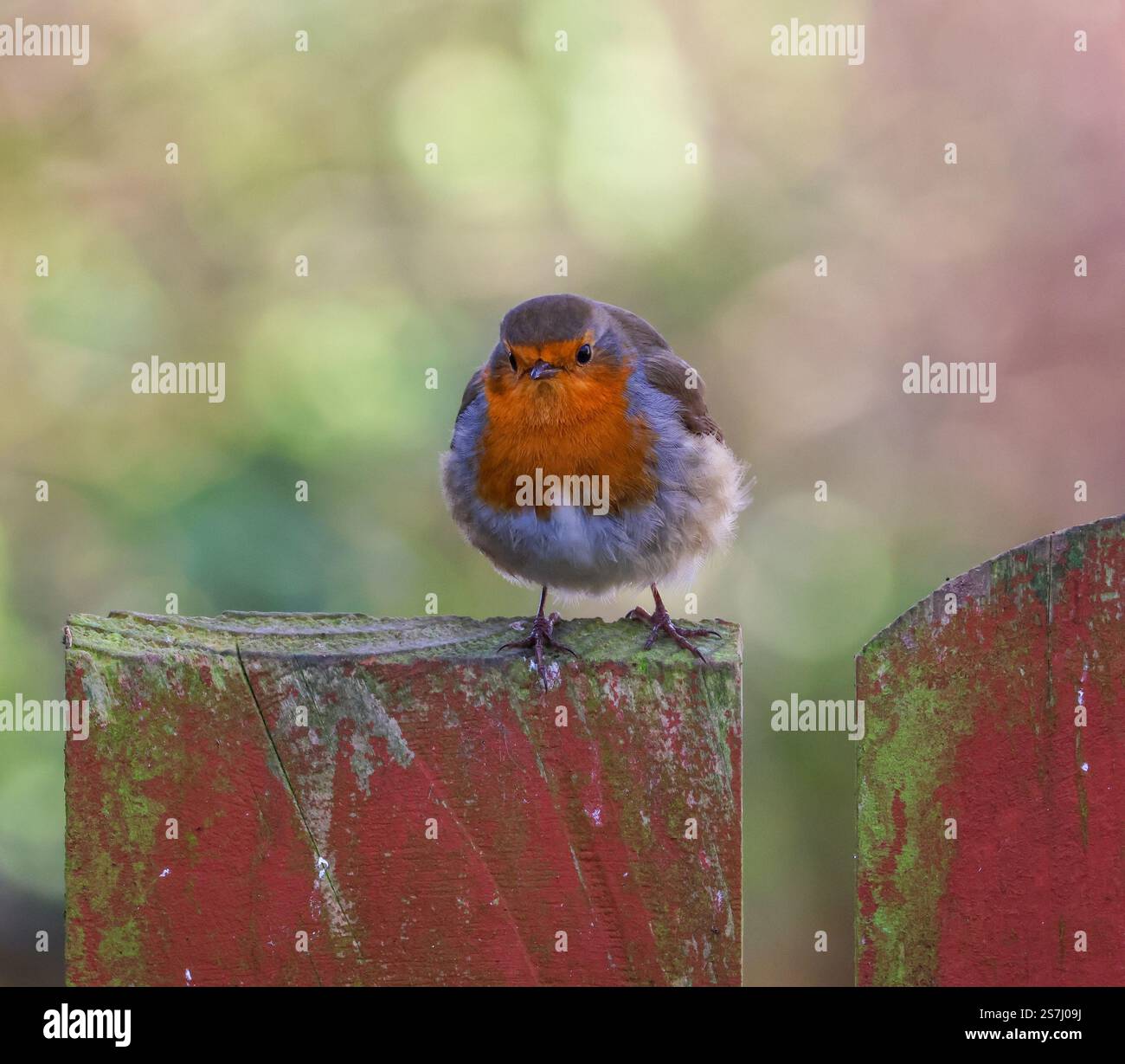 Erithacus rubecula robin européen perché sur jardin clôture en bois regardant la caméra. Banque D'Images