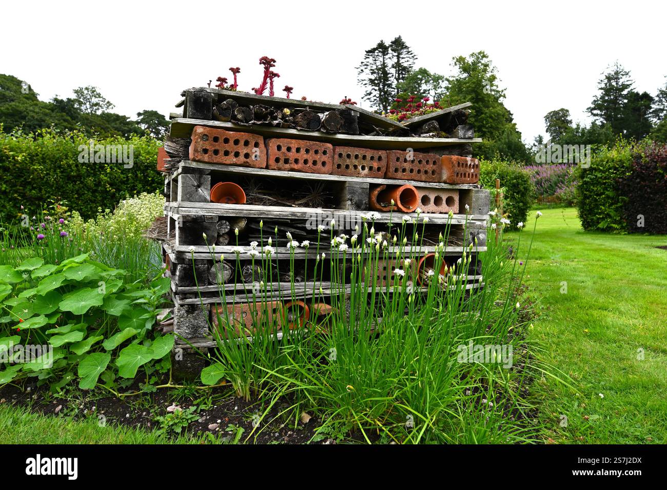 Insecte House ou hôtel à insectes fabriqué à partir de palettes et recouvert de plantes de sedum Royaume-Uni août Banque D'Images