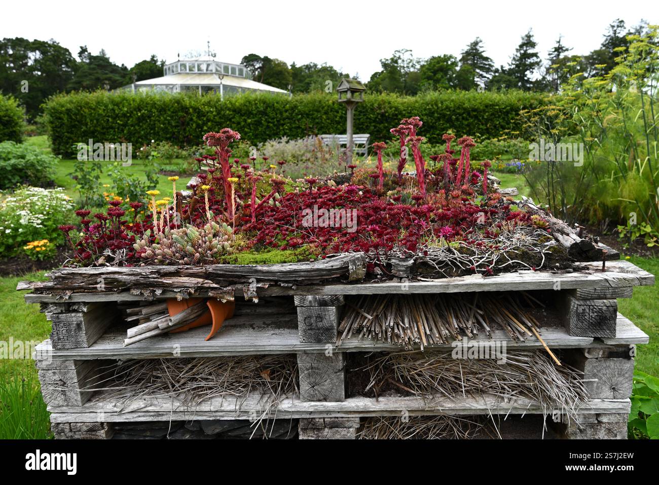 Insecte House ou hôtel à insectes fabriqué à partir de palettes et recouvert de plantes de sedum Royaume-Uni août Banque D'Images