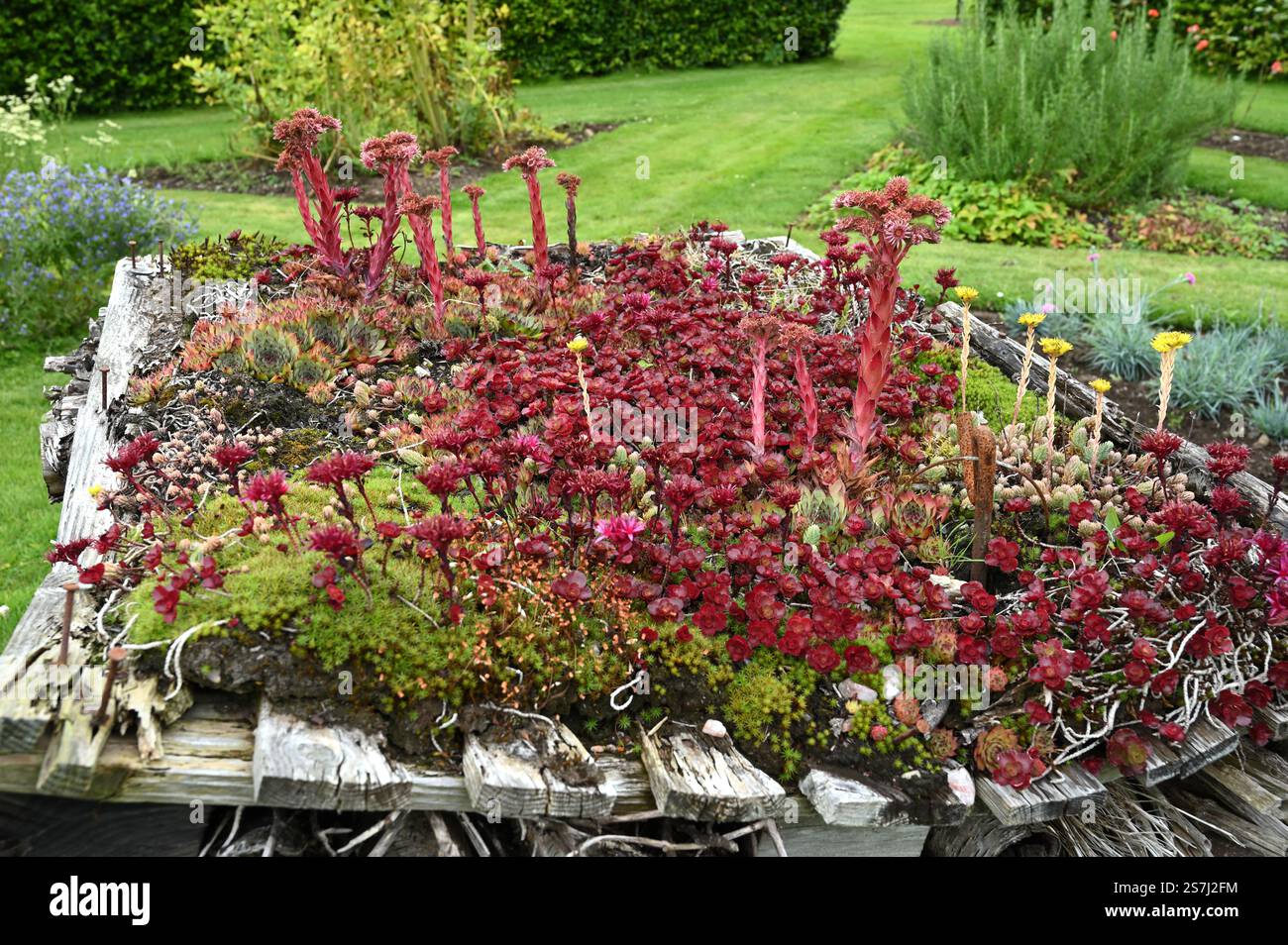 Insecte House ou hôtel à insectes fabriqué à partir de palettes et recouvert de plantes de sedum Royaume-Uni août Banque D'Images