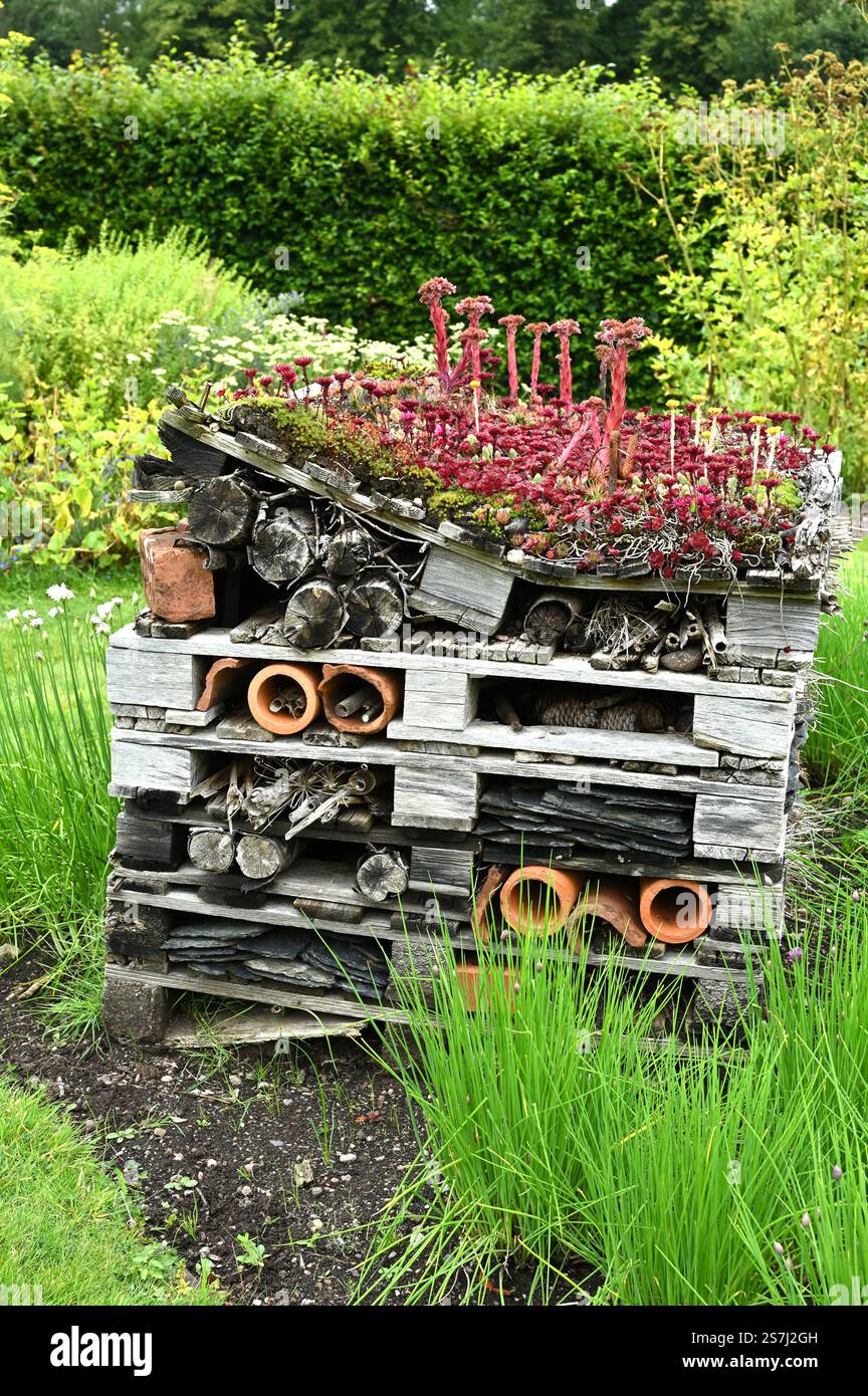 Insecte House ou hôtel à insectes fabriqué à partir de palettes et recouvert de plantes de sedum Royaume-Uni août Banque D'Images