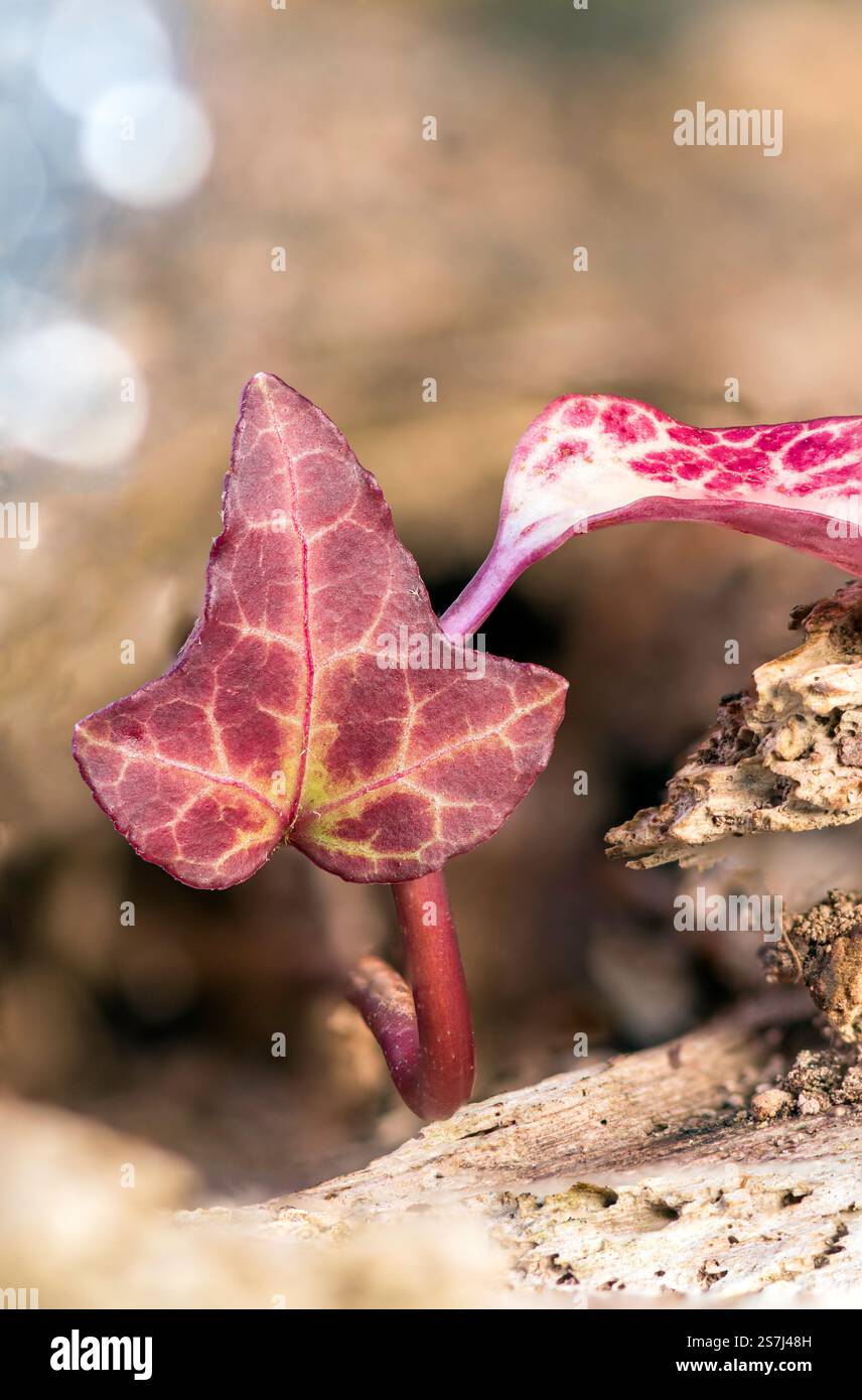 Macro gros plan d'une petite feuille de lierre rouge (Hedera Helix) attachée à un tronc dans les bois, veines détaillées d'une plante grimpante à feuilles persistantes. Banque D'Images