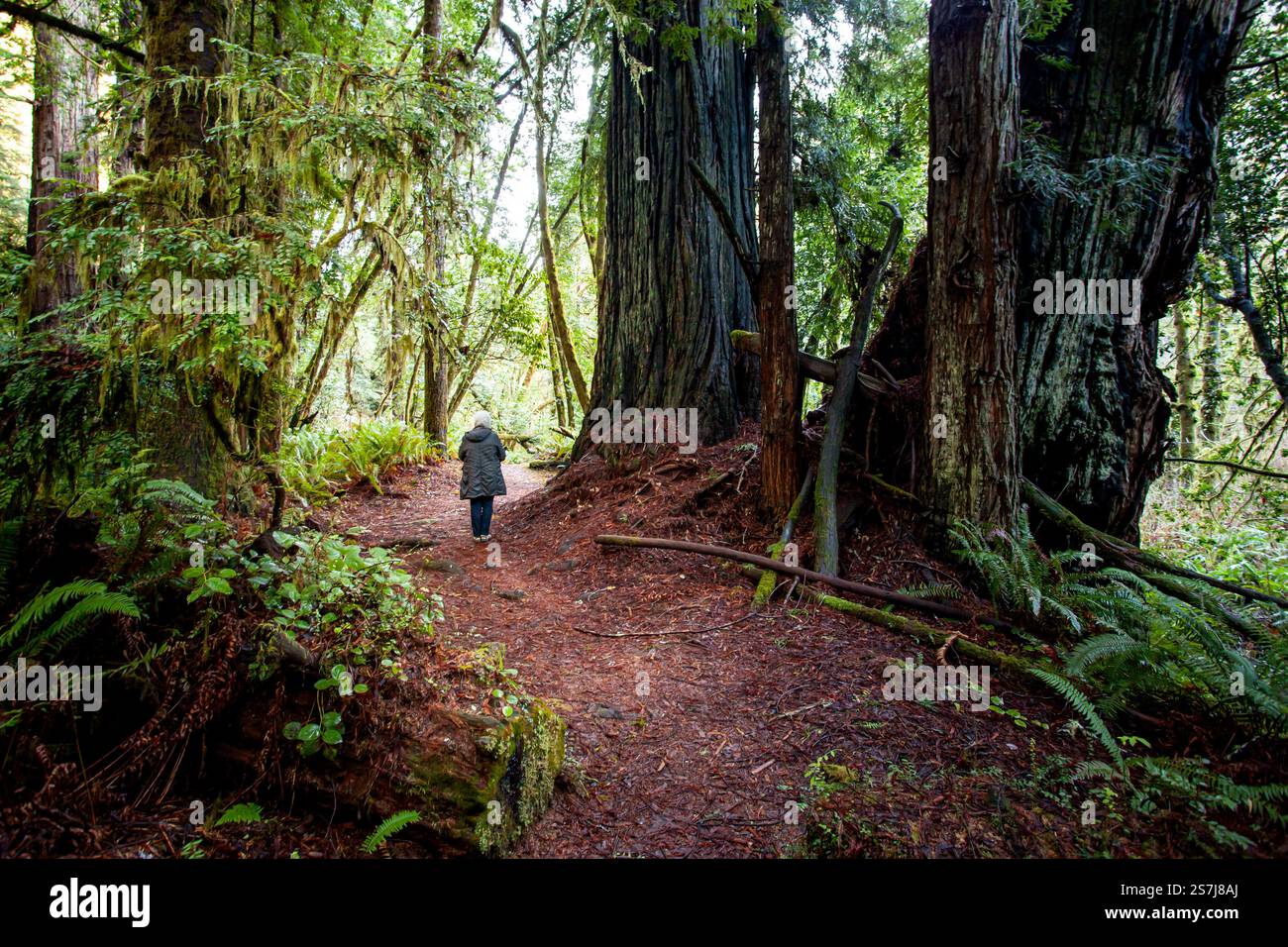 Une personne marche le long d'un chemin sinueux dans la forêt de rougewppd, enveloppé par des arbres imposants et une verdure vibrante sous la douce lumière du matin. La nature prospère à tr Banque D'Images Une personne marche le long d'un chemin sinueux dans la forêt de rougewppd, enveloppé par des arbres imposants et une verdure vibrante sous la douce lumière du matin. La nature prospère à tr Banque D'Images
