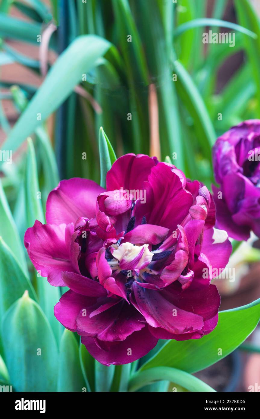 Tulipa Antraciet. Tulipe à fleurs marron foncé fleuries de pivoine qui fleurit à la fin du printemps et au début de l'été. Une tulipe double à fleurs tardives du groupe de division 11 Banque D'Images