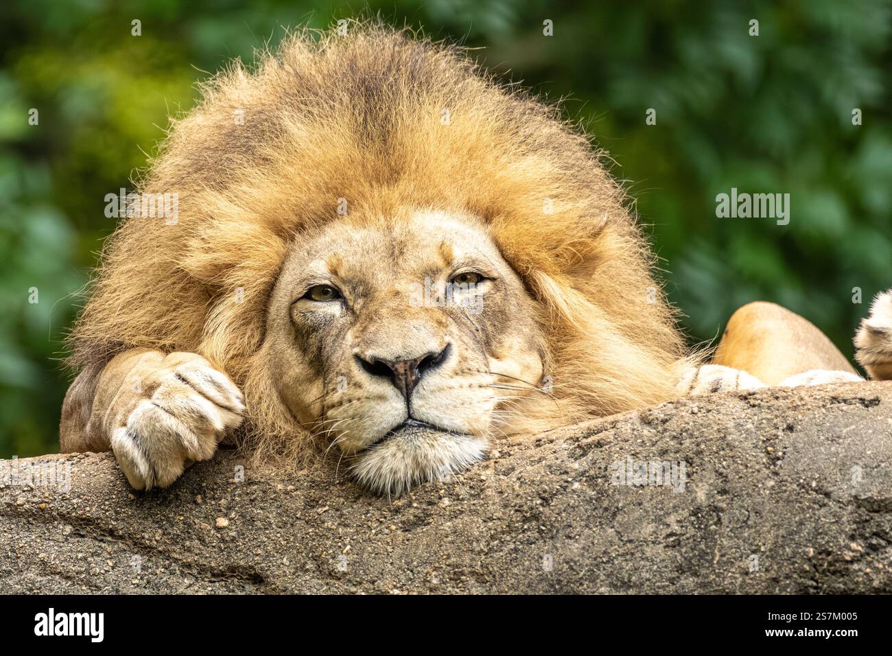 Grand lion africain mâle () reposant sur une corniche rocheuse au Zoo Atlanta à Atlanta, Géorgie. (ÉTATS-UNIS) Banque D'Images Grand lion africain mâle () reposant sur une corniche rocheuse au Zoo Atlanta à Atlanta, Géorgie. (ÉTATS-UNIS) Banque D'Images
