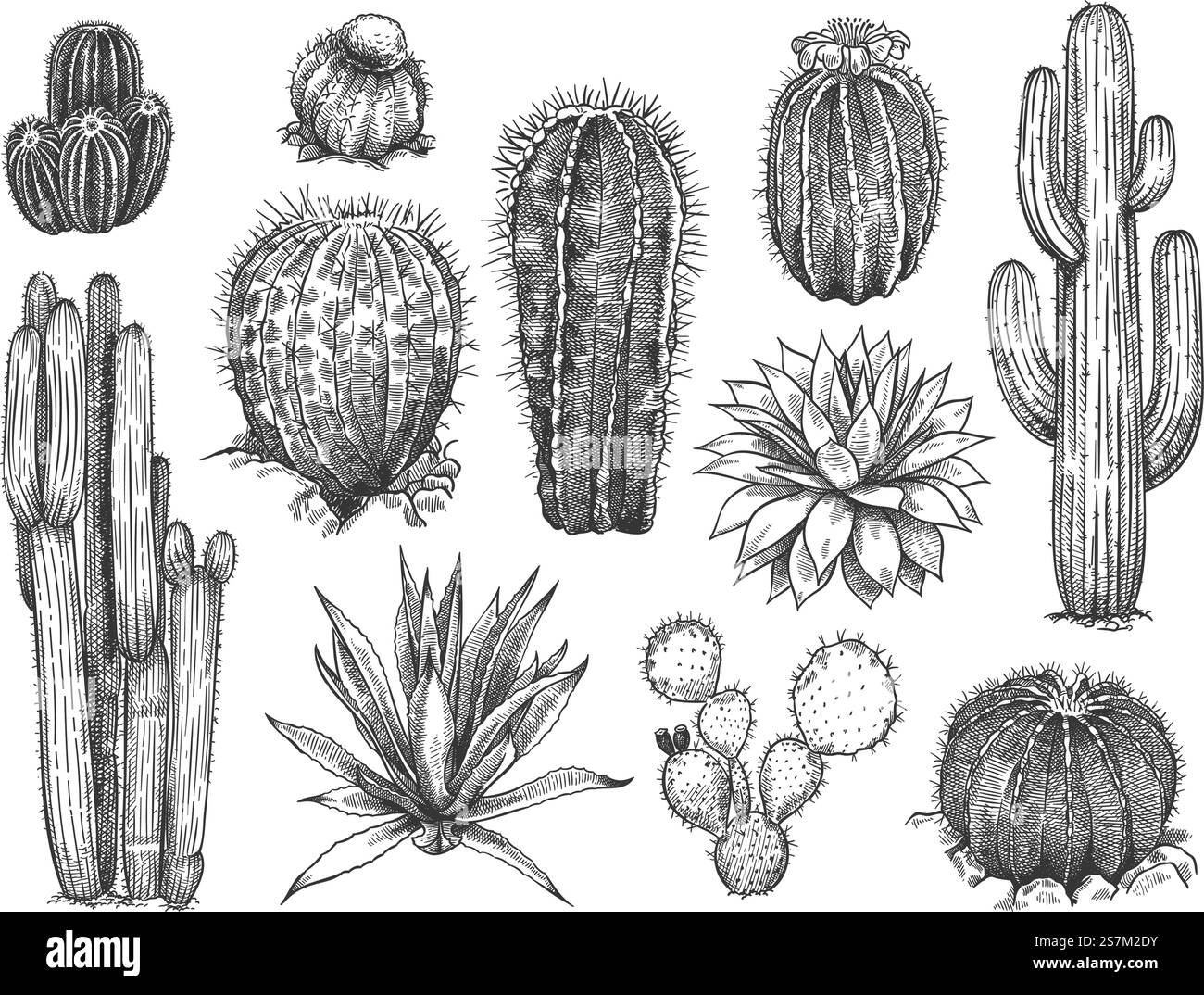 Croquis de cactus. Succulentes sauvages dessinées à la main, plantes du désert épineuses, agave, saguaro et barbarie fleurissant des cactus noirs et blancs vintage fixés sur fond blanc gravant illustration vectorielle .. Croquis de cactus. Succulentes dessinées à la main, plantes du désert épineuses, agave, saguaro et cactus de floraison de poire épineuse ensemble de vecteurs de gravure. Illustration de Vecteur
