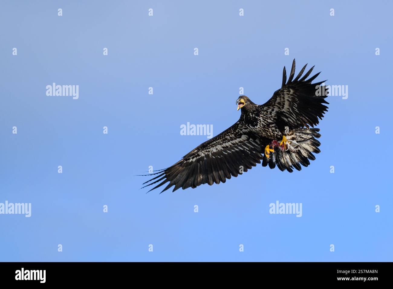 Aigle chauve immature en posture d'attaque volant dans le ciel bleu avec de la viande en talons Banque D'Images