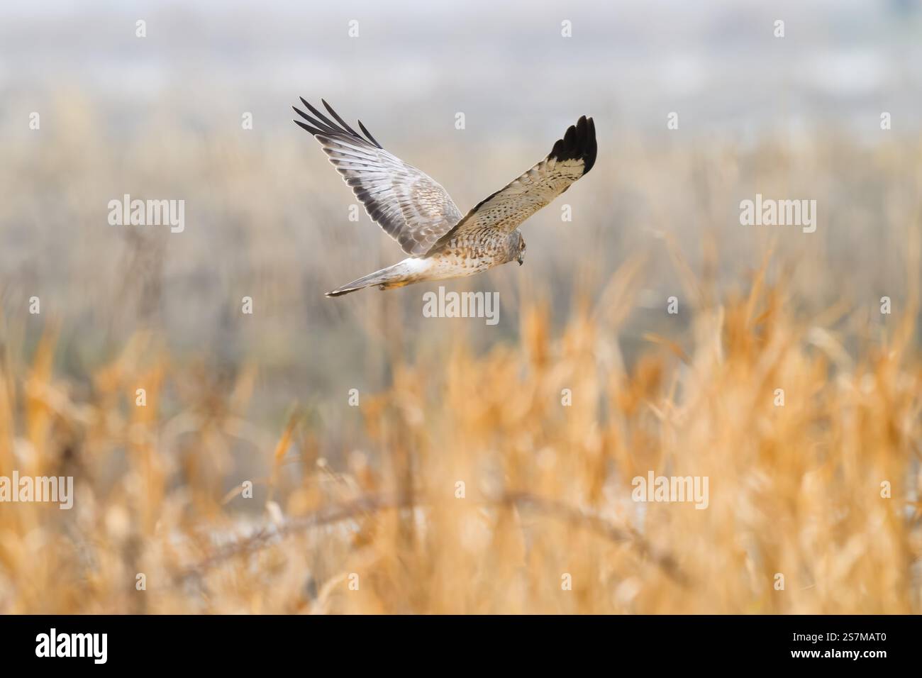 Northern Harrier Circus hudsonius ailes volantes levées au-dessus du champ d'hiver Banque D'Images