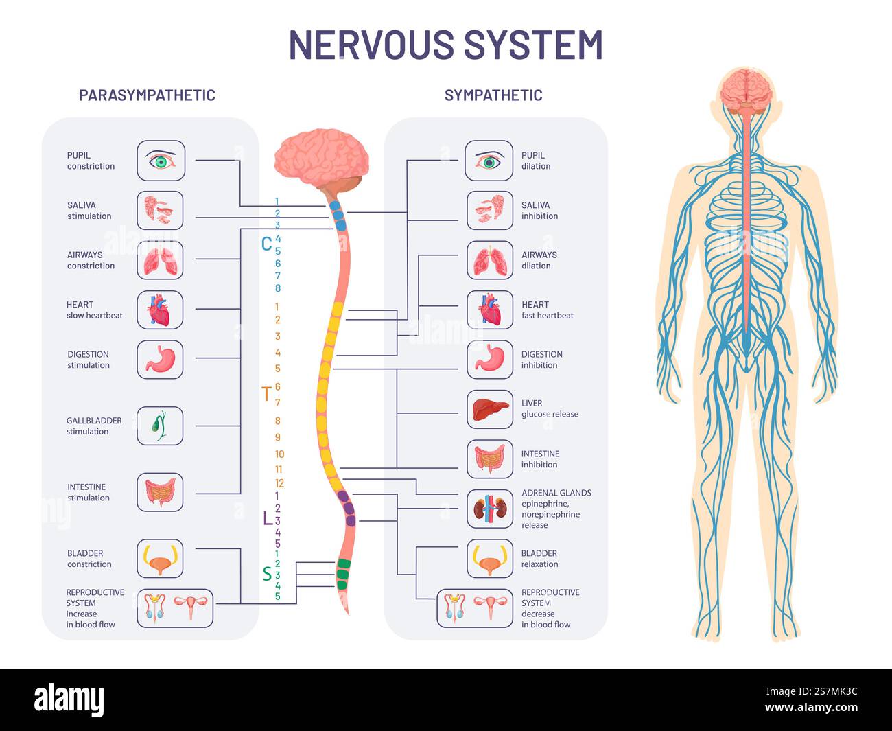 Le système nerveux humain. Anatomie et fonctions des nerfs sympathiques et parasympathiques. La moelle épinière contrôle le diagramme vectoriel des organes internes du corps. Illustration anatomie biologie nerf. Le système nerveux humain. Anatomie et fonctions des nerfs sympathiques et parasympathiques. La moelle épinière contrôle le diagramme vectoriel des organes internes du corps Illustration de Vecteur