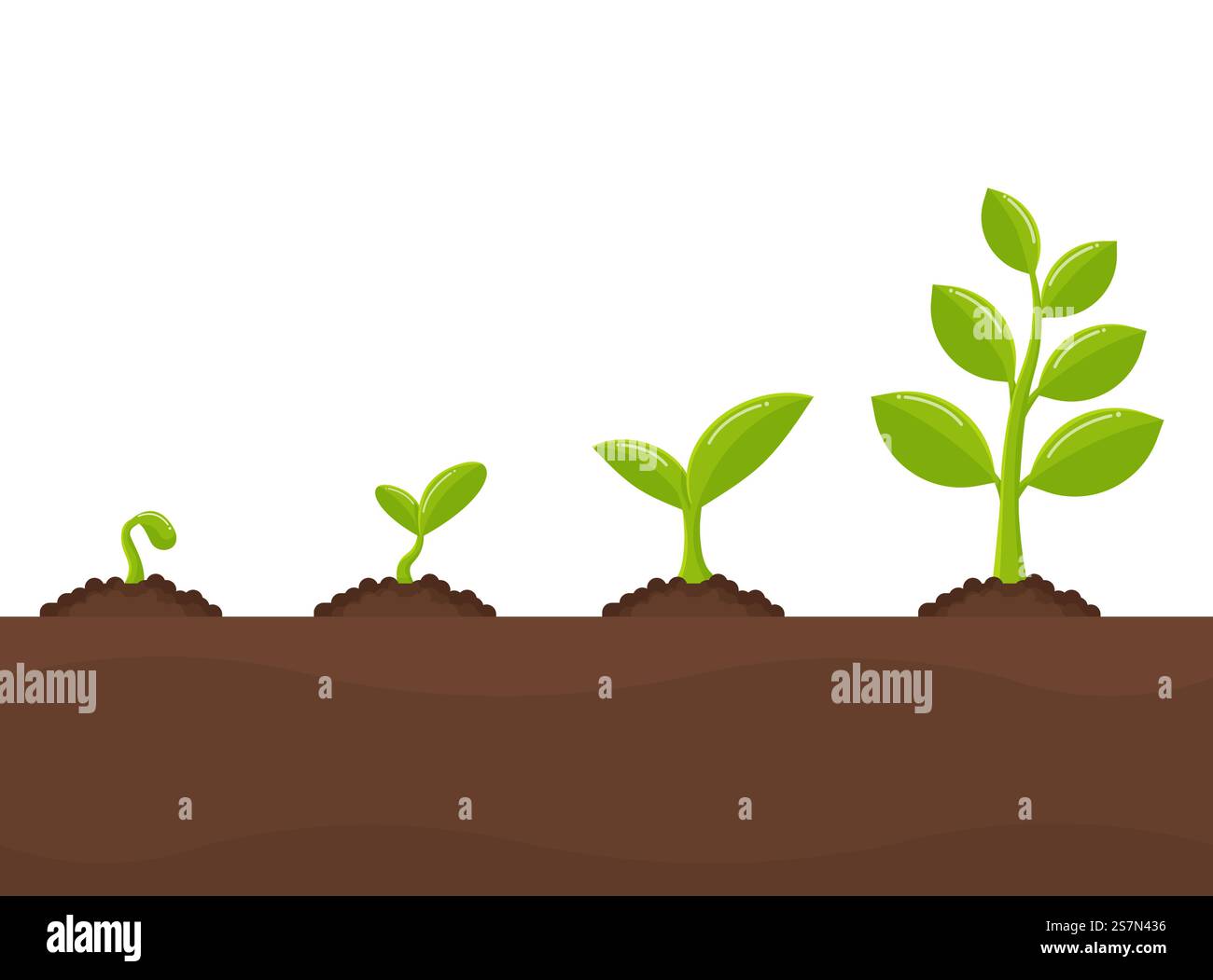 Croissance des arbres planter des arbres qui poussent à partir de graines deviennent un gros semis. Illustration de Vecteur