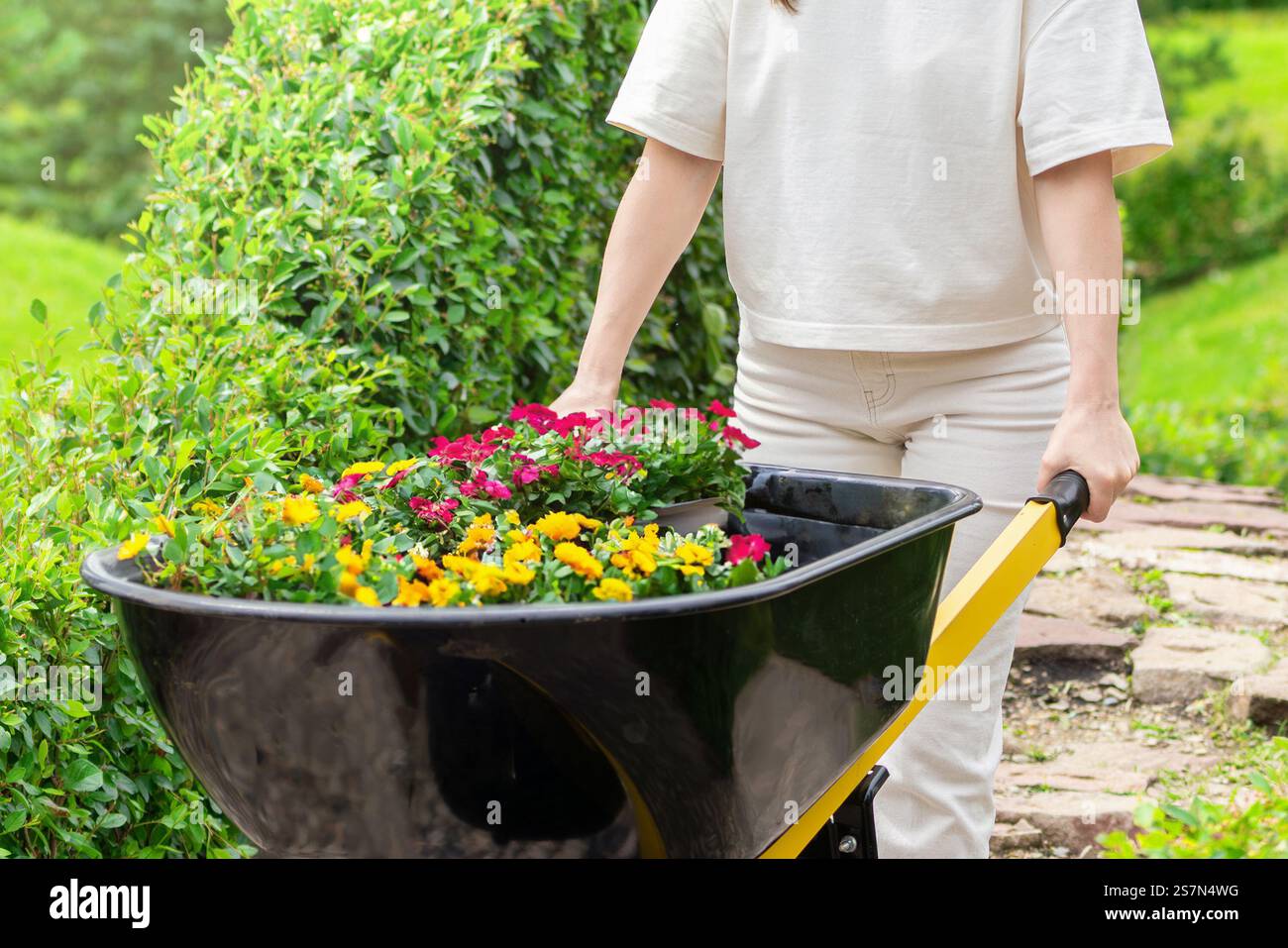 Une femme est dans un jardin verdoyant et luxuriant, poussant une brouette remplie de fleurs colorées, ajoutant de la beauté au paysage Banque D'Images