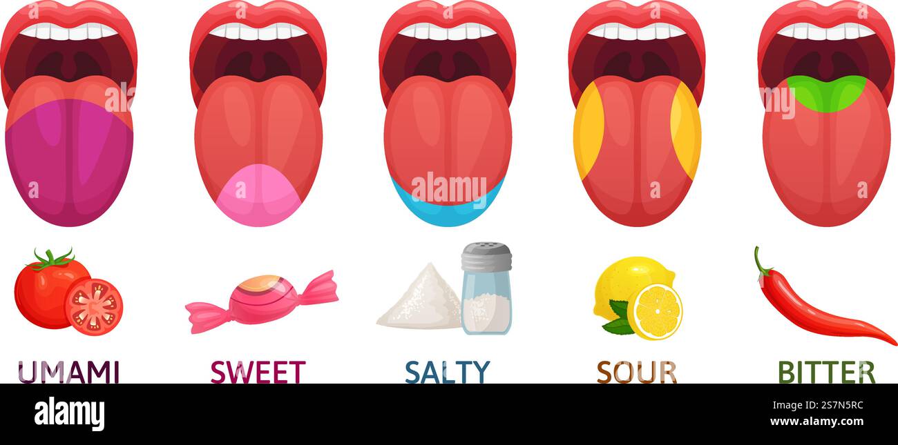 Zones gustatives de la langue. Goûts sucrés, amers et salés. Diagramme — free download