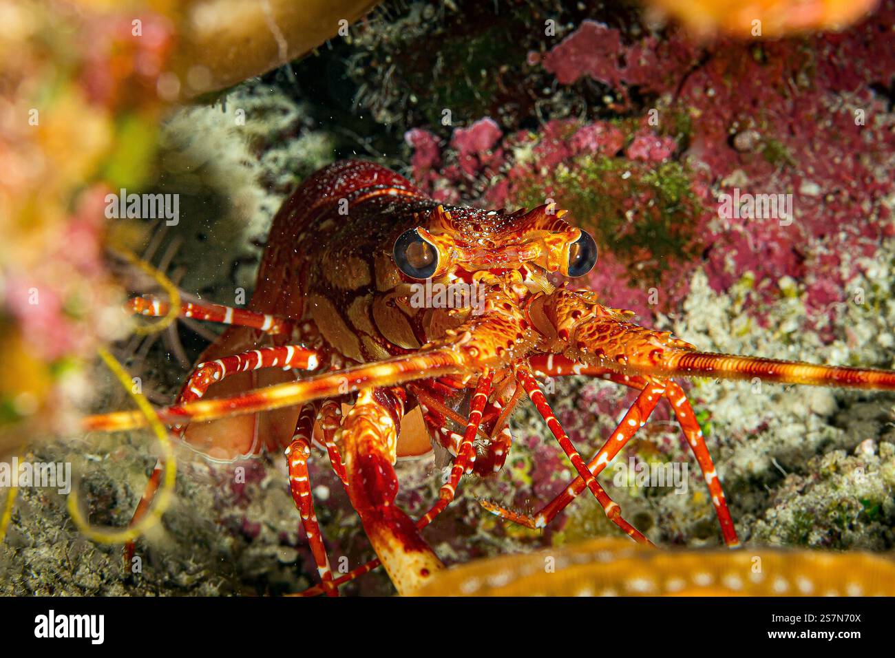 Homard à bandes rouges aux îles Turks & Caicos à la mer des Caraïbes Banque D'Images