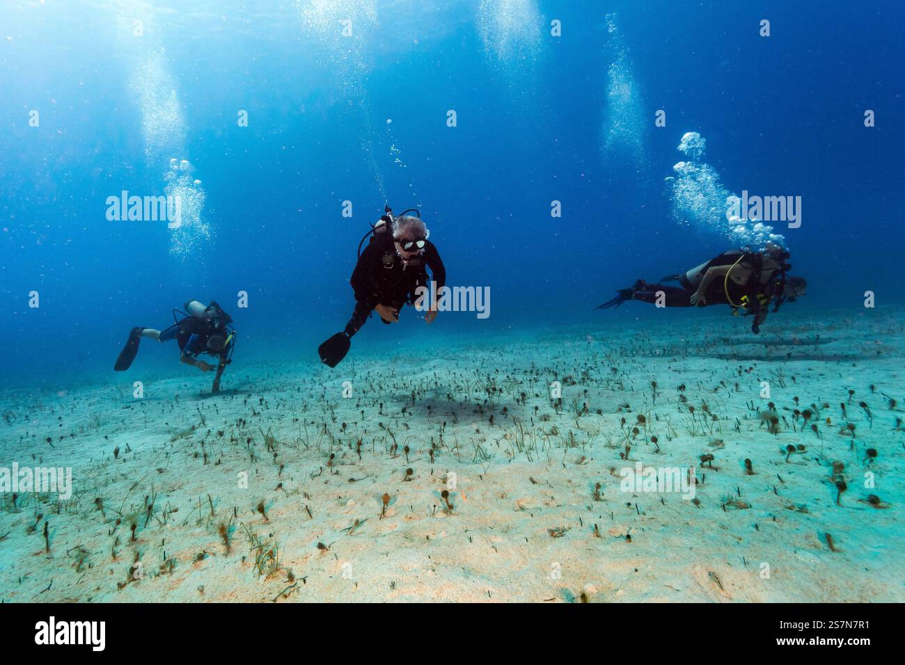 Plongée avec des anguilles Brown Garden aux îles Turks & Caicos à la mer des Caraïbes Banque D'Images