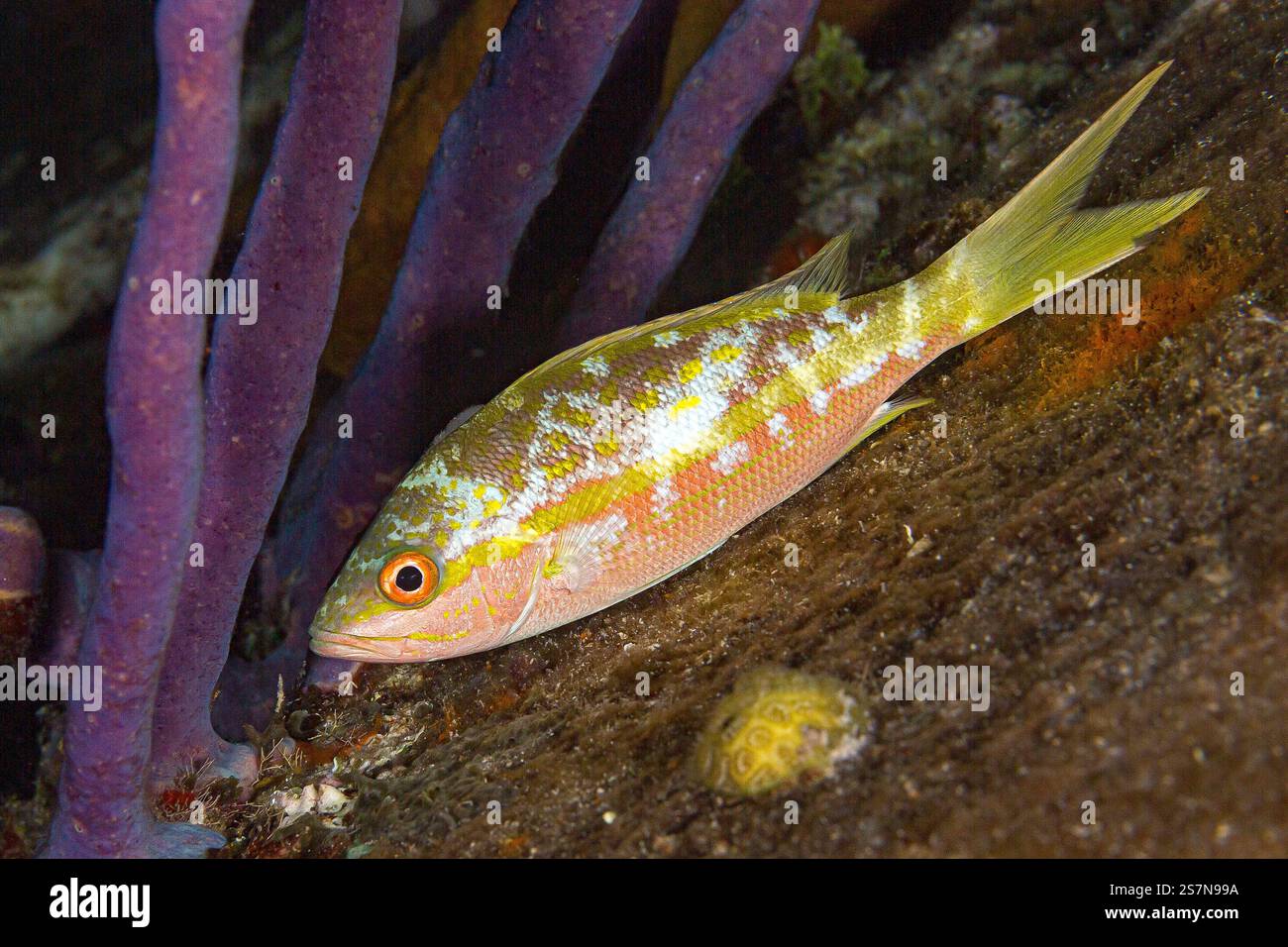 Un petit poisson aux îles Turks & Caicos à la mer des Caraïbes Banque D'Images