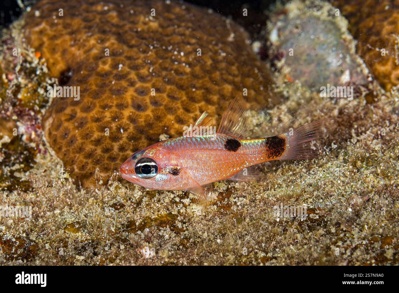 Un petit Flamefish aux îles Turks & Caicos à la mer des Caraïbes Banque D'Images