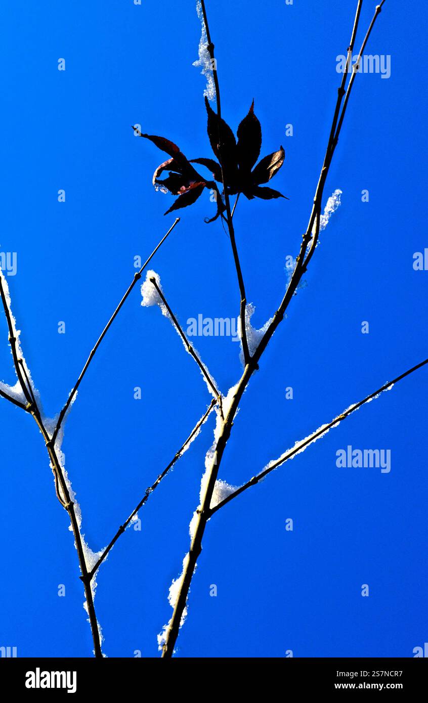 Feuille d'arbre et neige, Bavière, Allemagne Banque D'Images