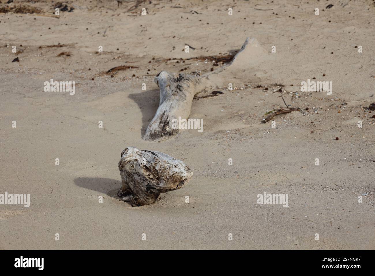 bois flotté partiellement enterré dans le sable doux de la plage Banque D'Images