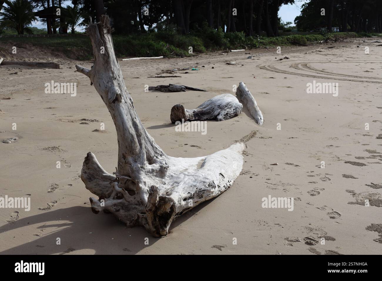 souche de bois flotté blanchie au soleil partiellement enterrée dans le sable doux de la plage Banque D'Images