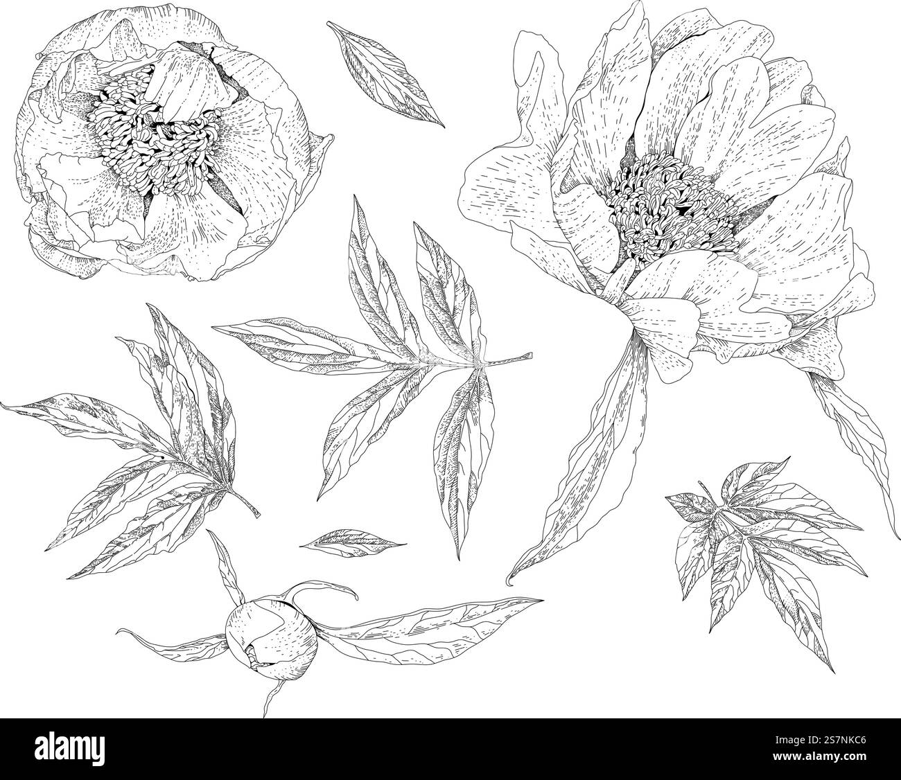 Floraison pivoines fleurs avec tige et feuilles, branches et brindilles. Floraison printanière ou estivale isolée, florissante et florale. Contour d'esquisse monochrome. Vecteur dans l'illustration de style plat. Contour d'esquisse monochrome de pivoines, flore en fleurs Illustration de Vecteur