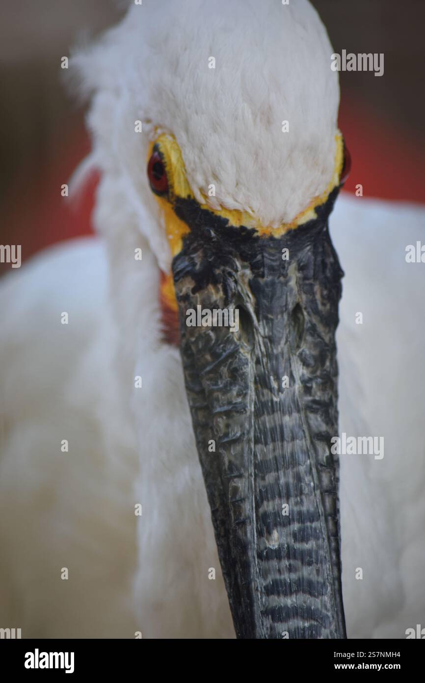 oiseau blanc avec grand bec Banque D'Images