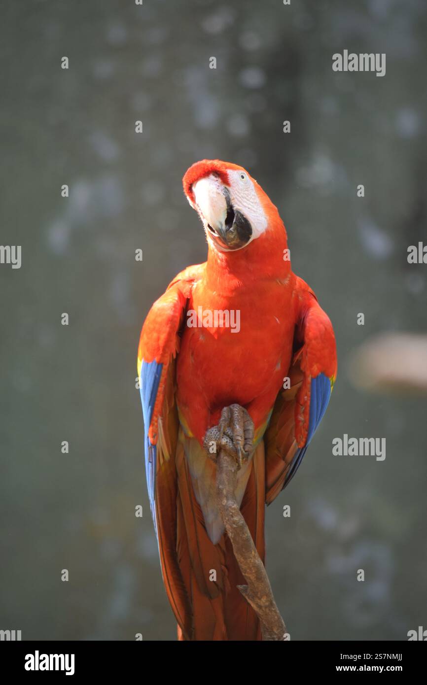 oiseau blanc avec grand bec Banque D'Images