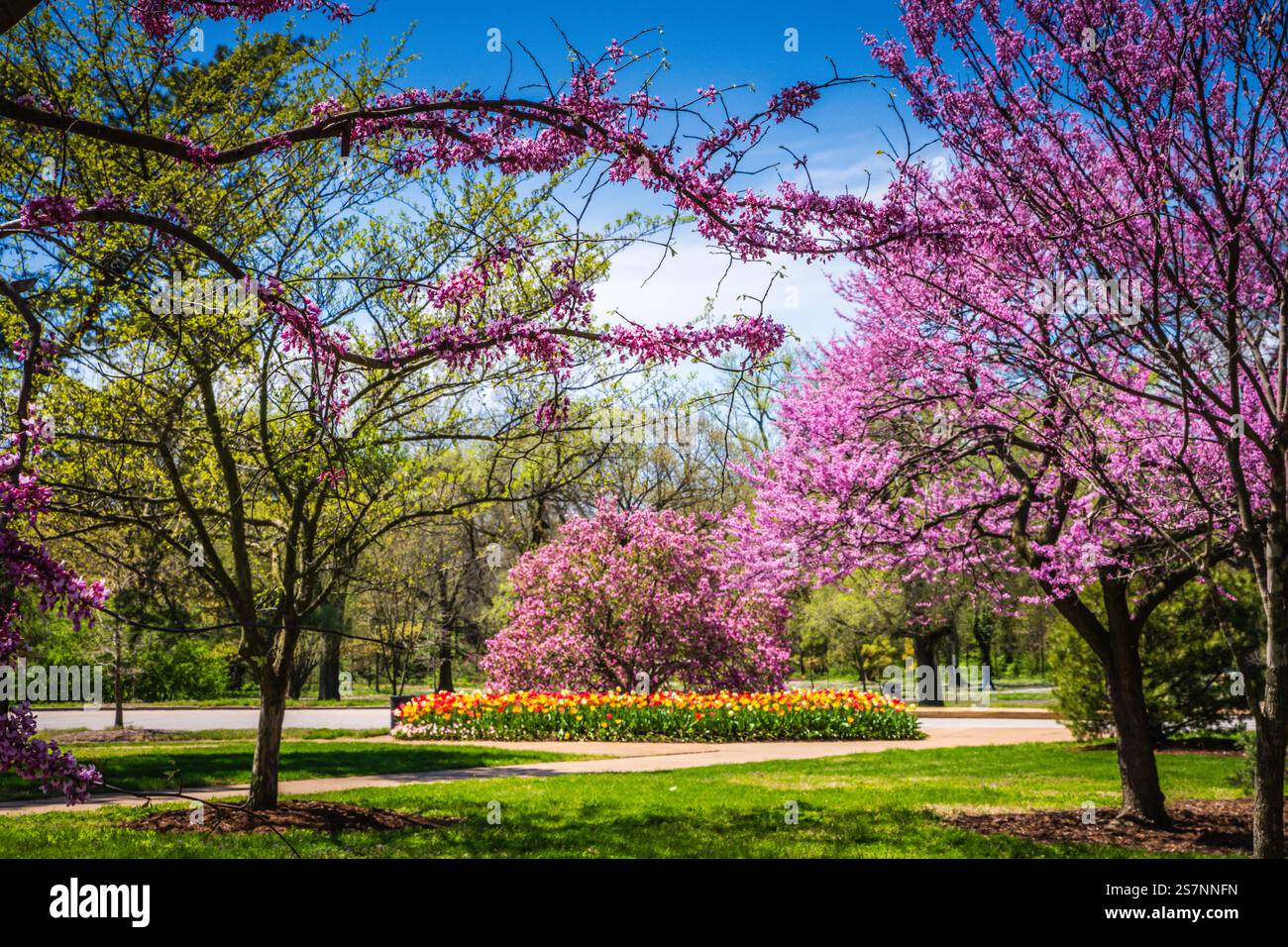 Tulipes multicolores colorées et arbre Red Bud dans le jardin dans Forest Park à particulier Louis, Missouri. Banque D'Images