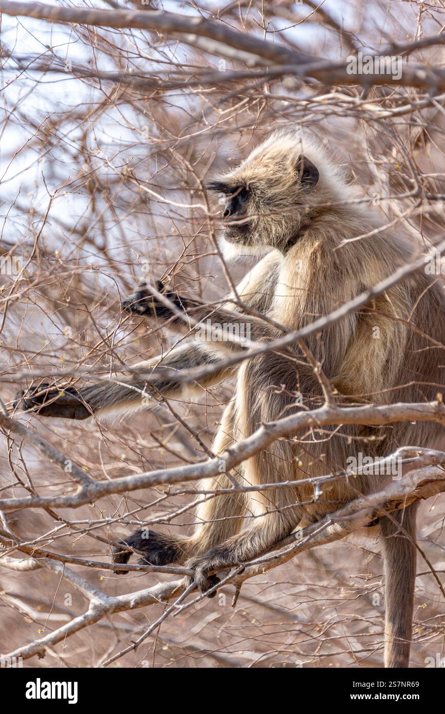 Gros plan d'un Langur gris assis dans les branches d'arbre. Banque D'Images
