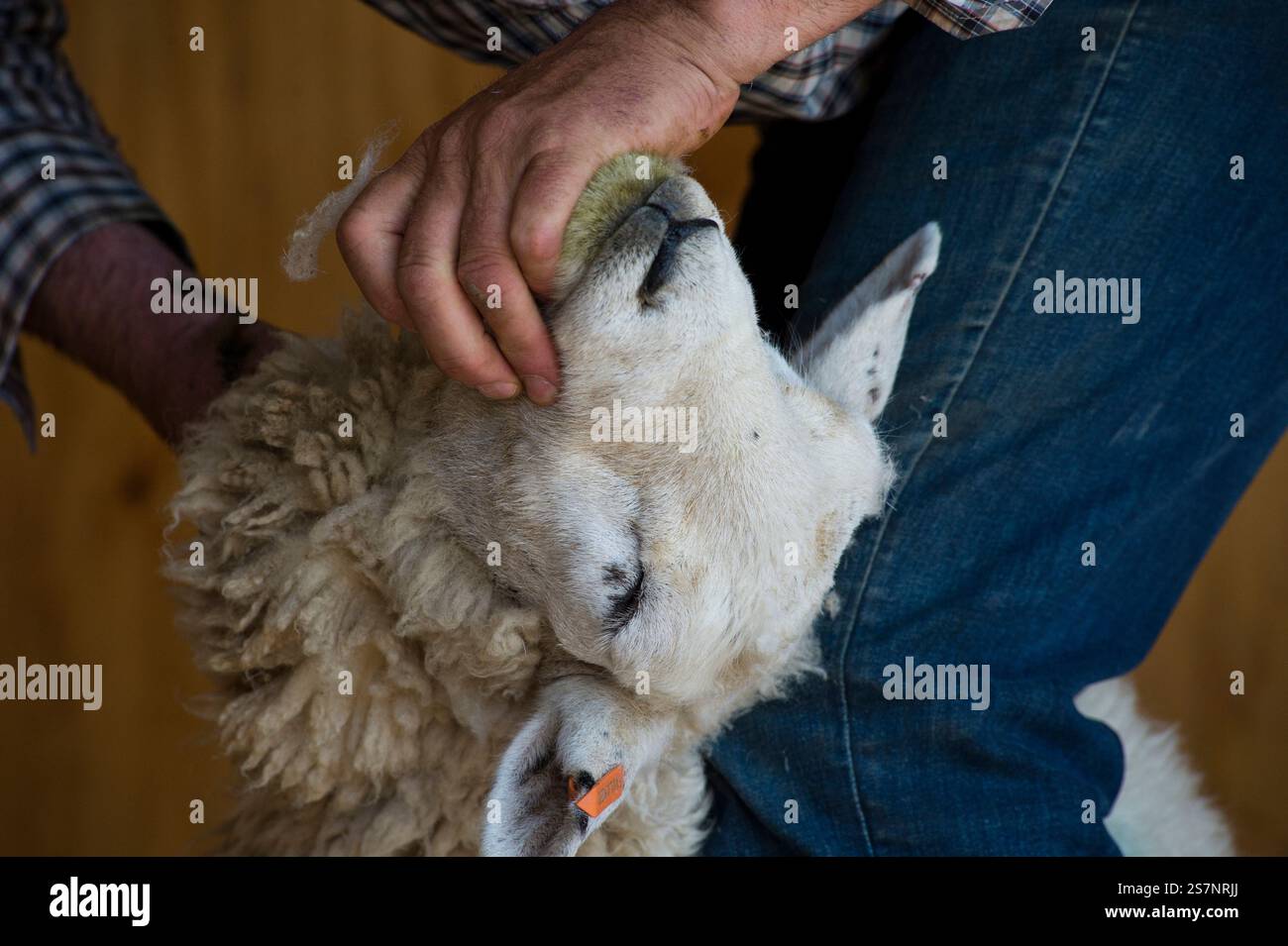 Éleveur néo-zélandais tondant des moutons (démonstration) Banque D'Images