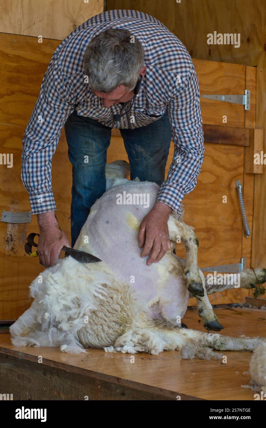 Éleveur néo-zélandais tondant des moutons (démonstration) Banque D'Images
