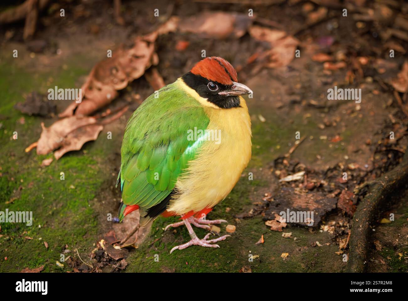 Un pitta bruyant (Pitta versicolor). Cet oiseau coloré se trouve en Australie et en Nouvelle-Guinée. Banque D'Images