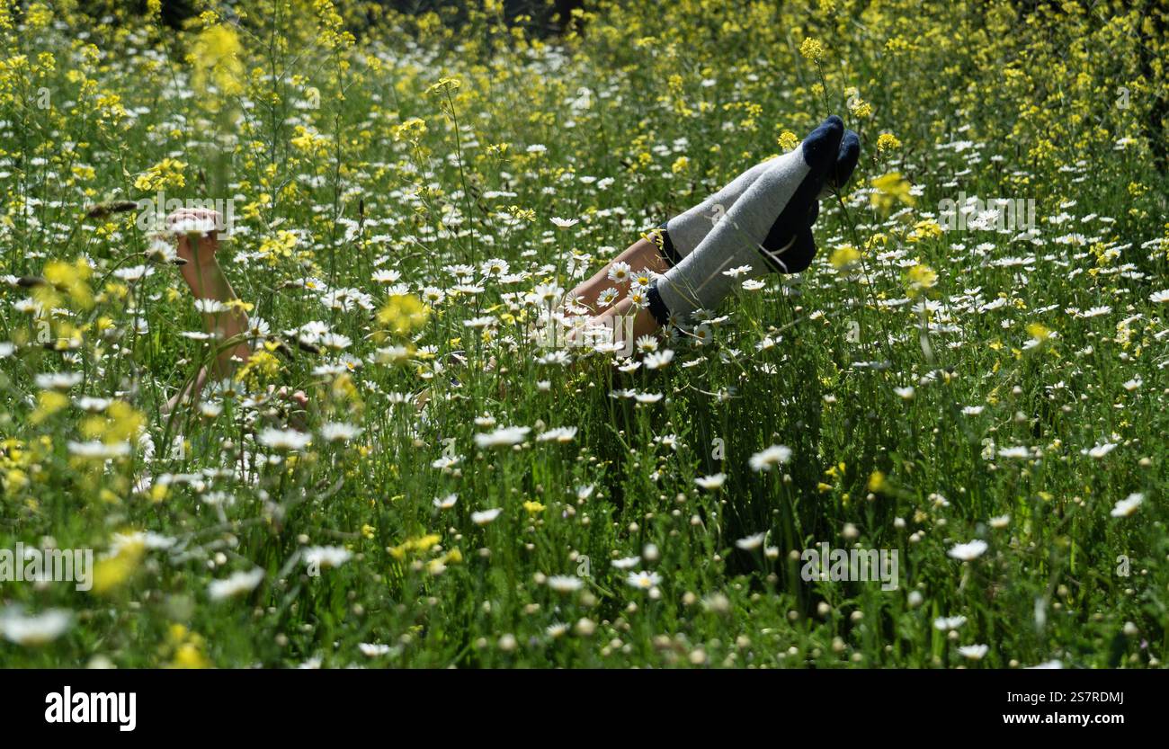 Femme se relaxant dans un champ de fleurs sauvages, profitant de la paix et de la tranquillité de la nature Banque D'Images