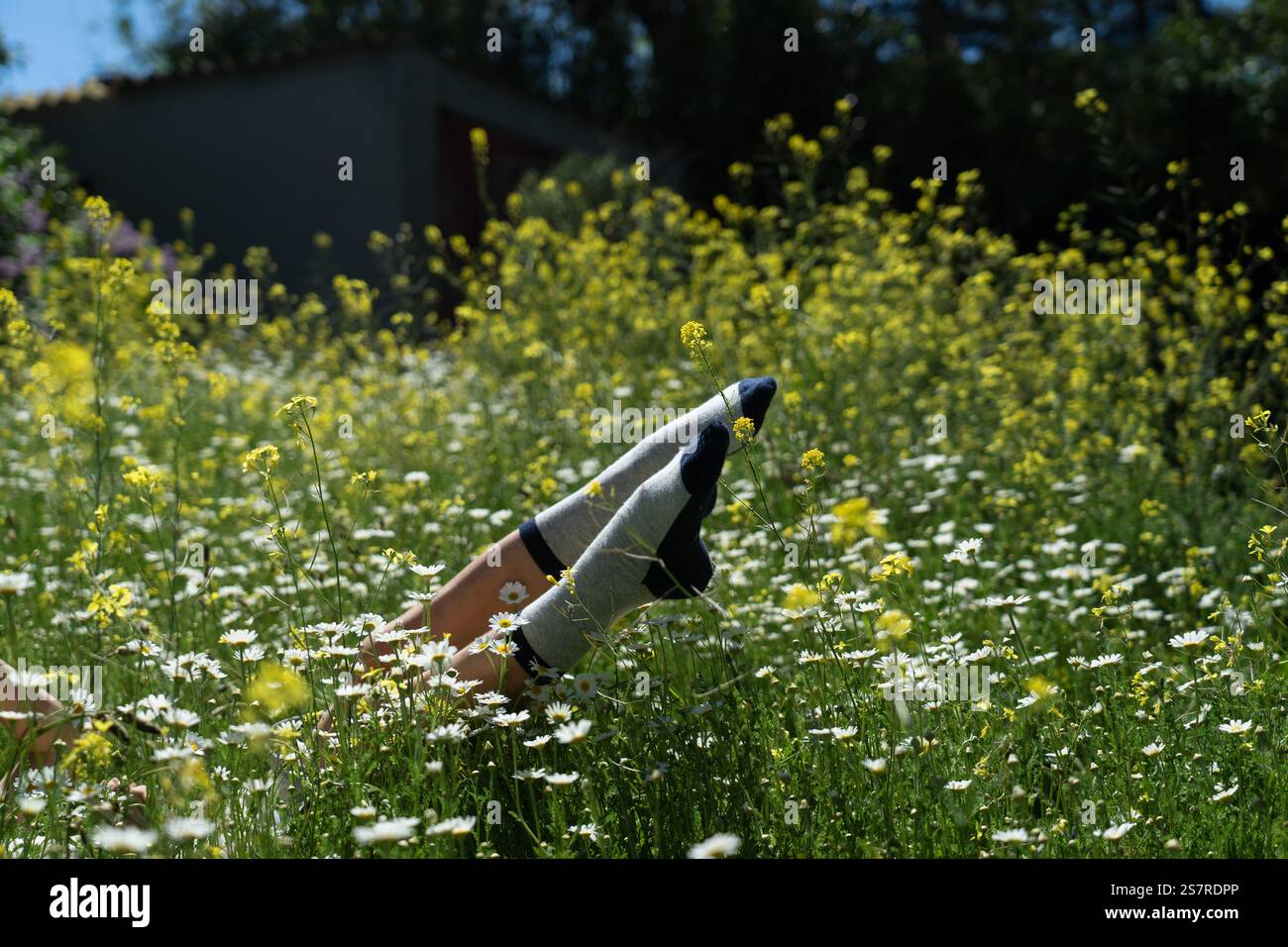 Femme portant des chaussettes avec motif Marguerite relaxant couché dans un champ de fleurs sauvages avec les pieds vers le haut Banque D'Images