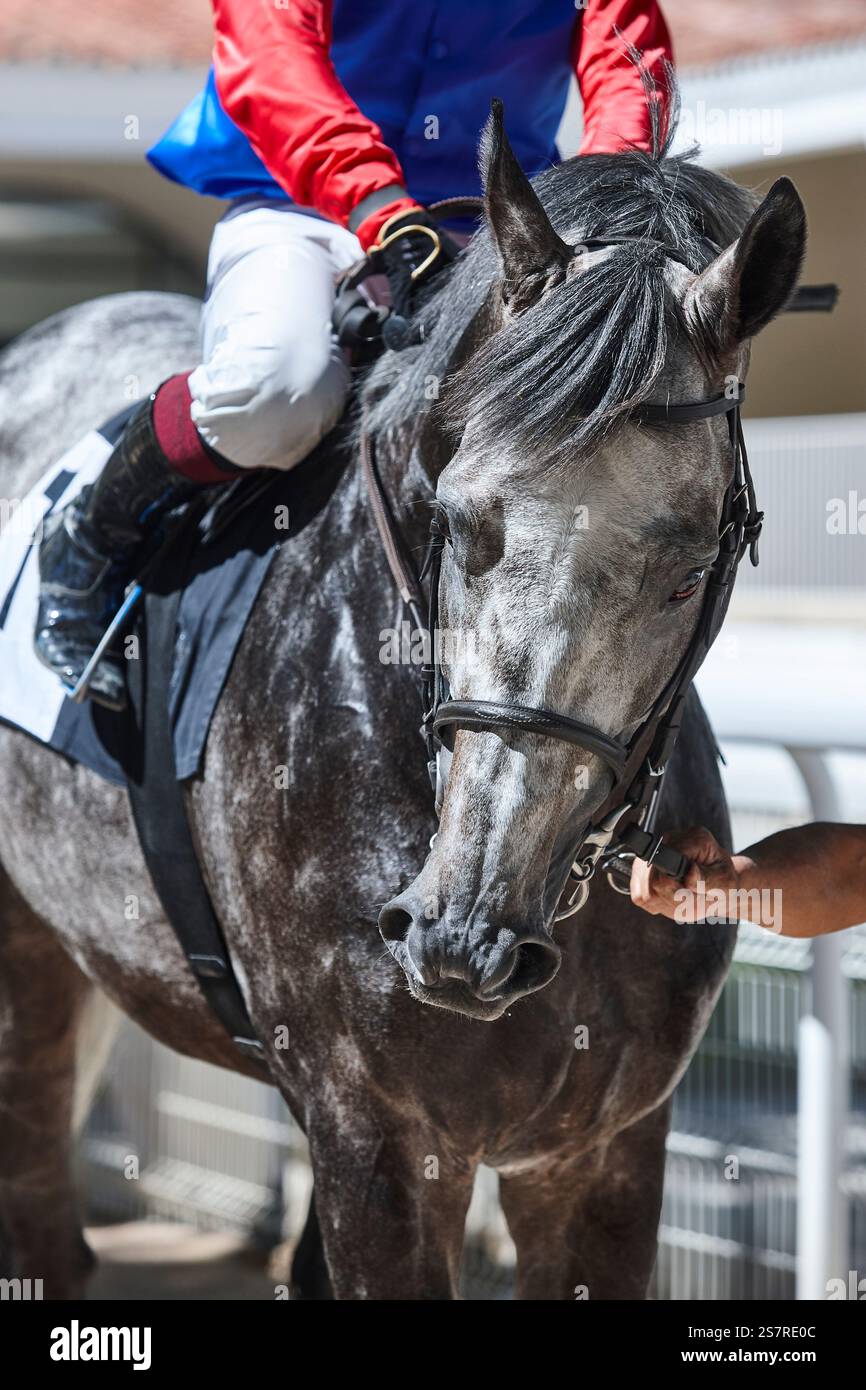 Tête de cheval de course et jockey. Pure race dans l'hippodrome. Derby Banque D'Images Tête de cheval de course et jockey. Pure race dans l'hippodrome. Derby Banque D'Images