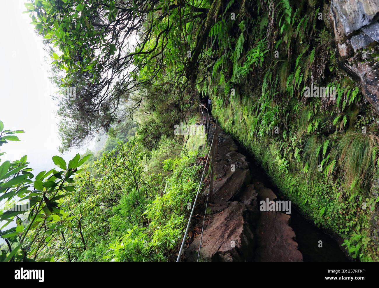 Paysage de forêt tropicale de montagne. Vue sur les montagnes sur la route Queimadas Forestry Park - Caldeirao Verde. Île de Madère, Portugal, Europe. Banque D'Images