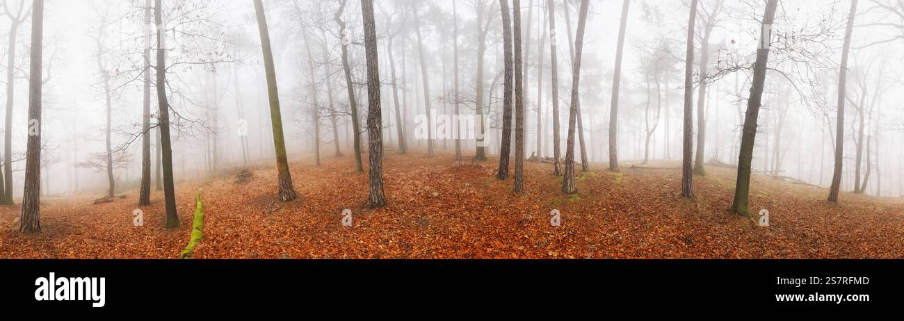 Panorama od brouillard et brume dans la forêt à l'automne Banque D'Images
