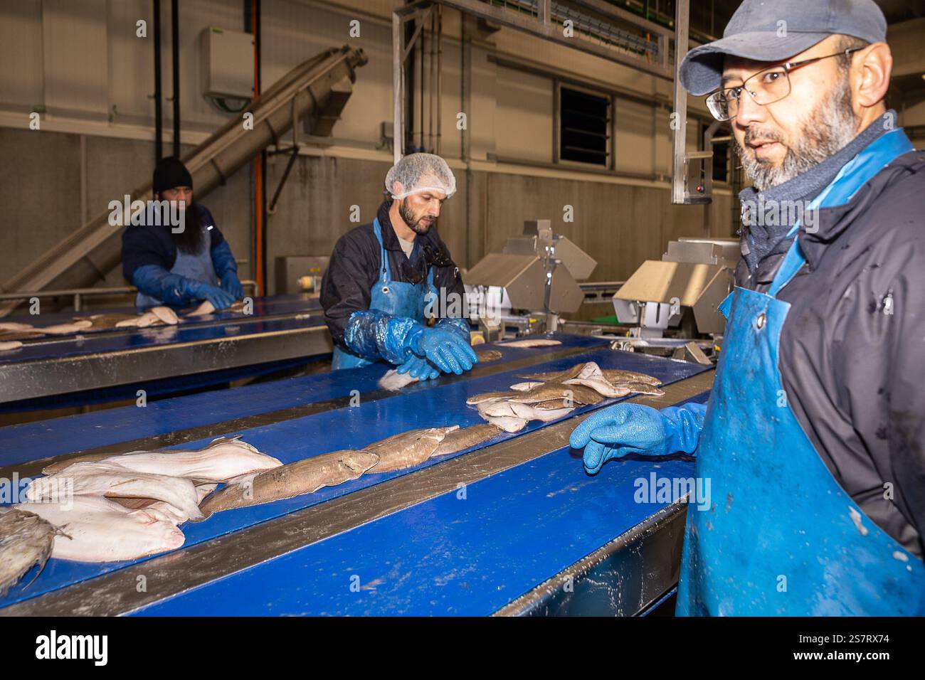 Ostende, Belgique. 20 janvier 2025. L'illustration montre une visite à la criée (top 3 européen) et au MariFish Inc, lundi 20 janvier 2025, à Ostende. MariFish a pour objectif de transformer la vente aux enchères de poissons d’Ostende en incubateur pour les startups et les growouts actifs dans l’économie bleue. BELGA PHOTO JAMES ARTHUR GEKIERE crédit : Belga News Agency/Alamy Live News Banque D'Images