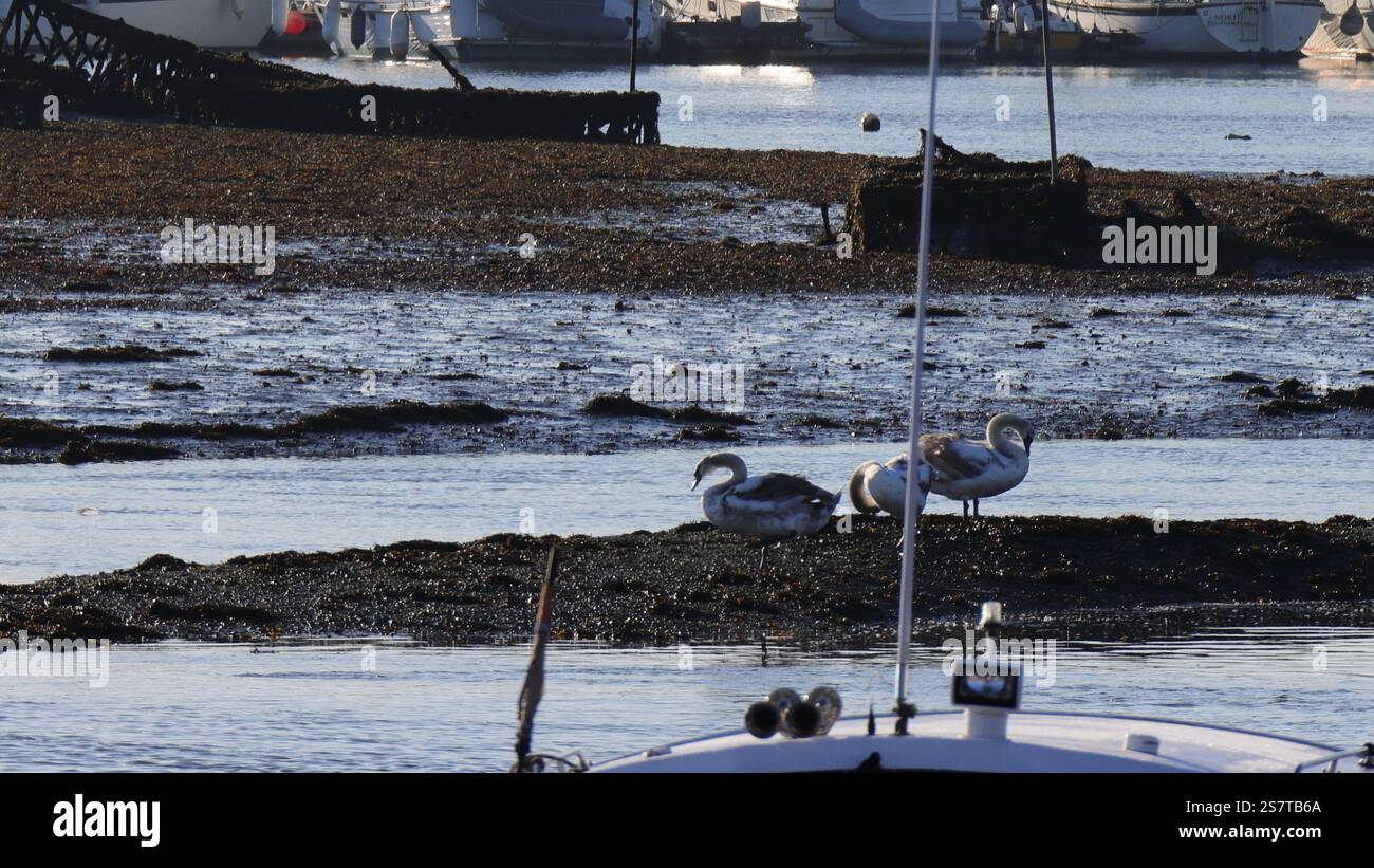 Fareham, Hampshire, Angleterre. 9 janvier 2025. Trois cygnes se relaxant sur une île au milieu de Fareham Creek à marée basse. Banque D'Images