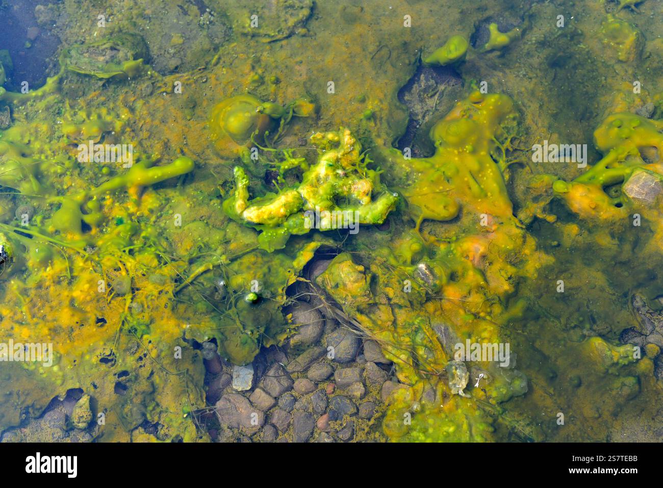 Cyanobactéries ou cyanophytes (alagae bleu-vert) dans l'eau géothermique. Krauma, Islande. Banque D'Images