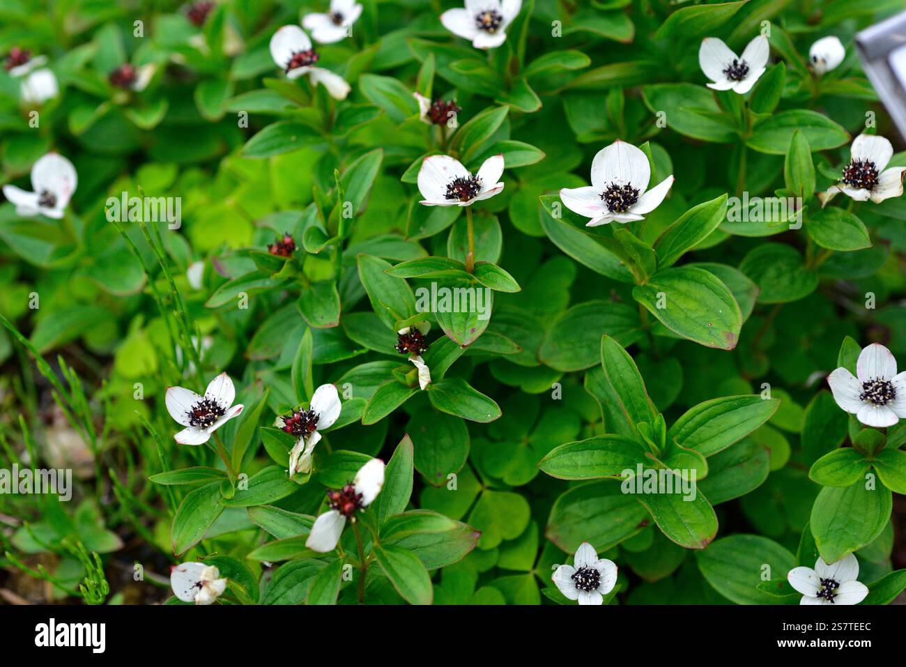 le cornel nain (Cornus suecica) est une herbe vivace originaire des régions subarctiques de l'hémisphère Nord. Banque D'Images