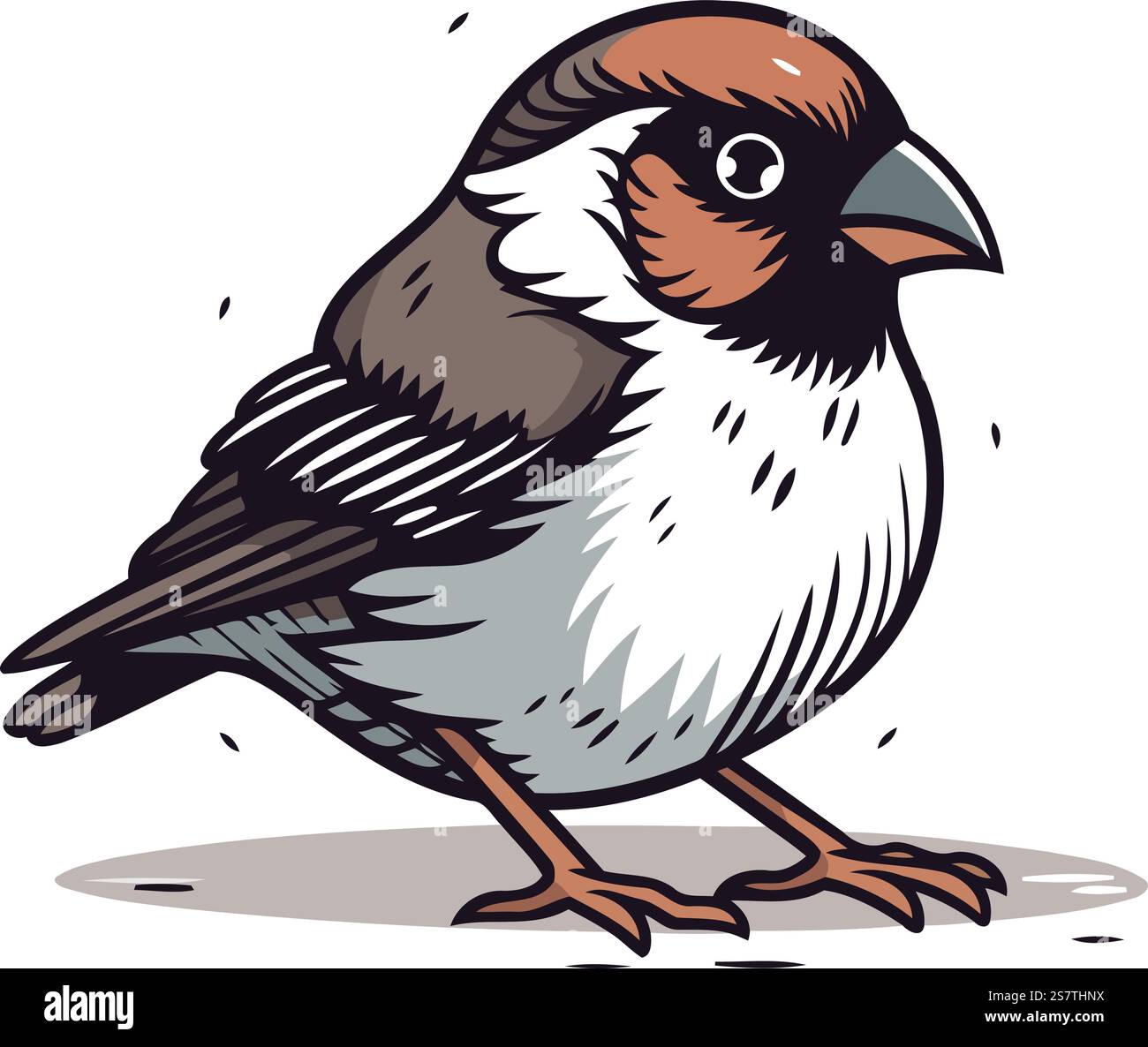 Sparrow. Illustration vectorielle dessinée à la main d'un petit oiseau. Illustration de Vecteur