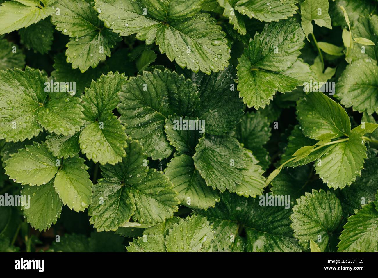 Vue aérienne de feuilles de fraises luxuriantes après une tempête de pluie estivale Banque D'Images